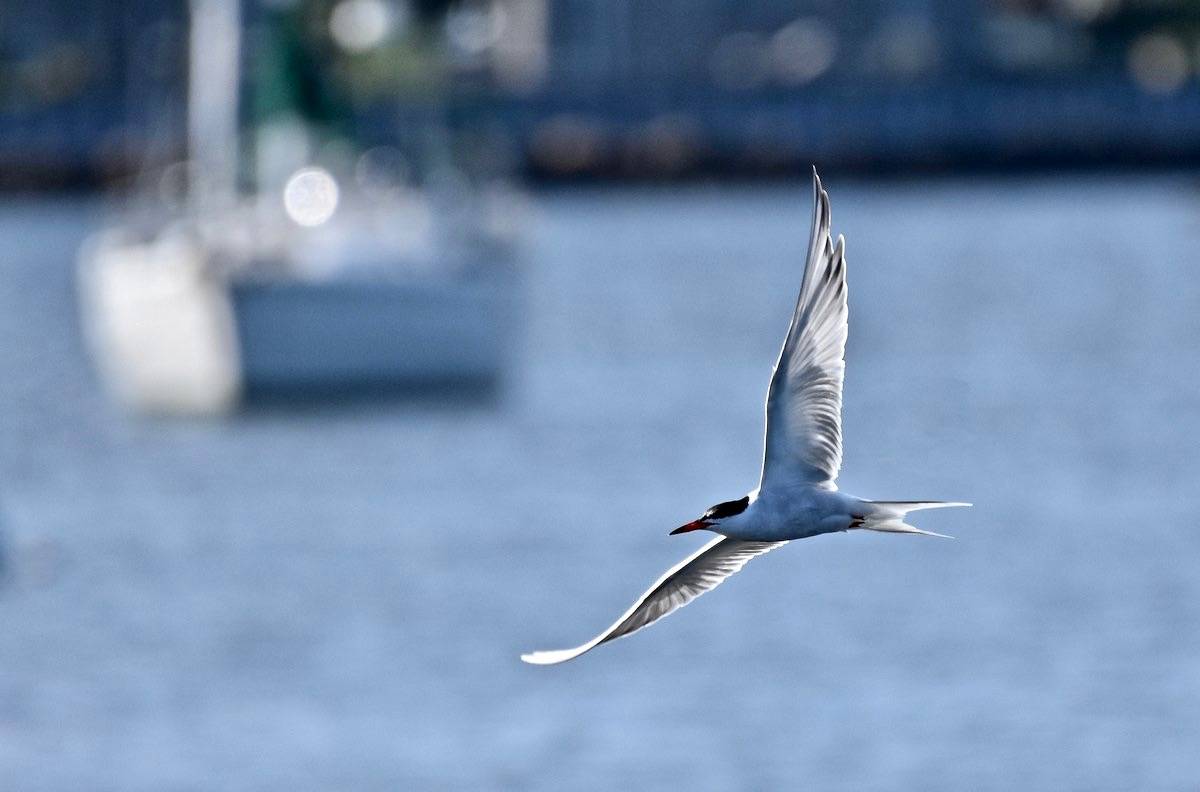 Kevin Lapp / Macaulay Library at the Cornell Lab of Ornithology (ML107750231)